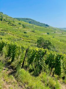 road trip en Alsace: vignoble de Kaysersberg